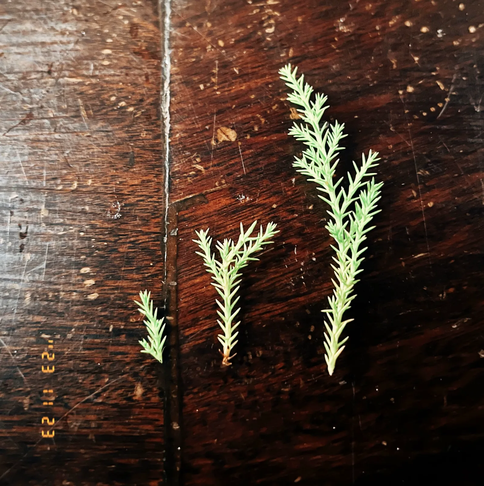 Cover of 魔幻閃閃