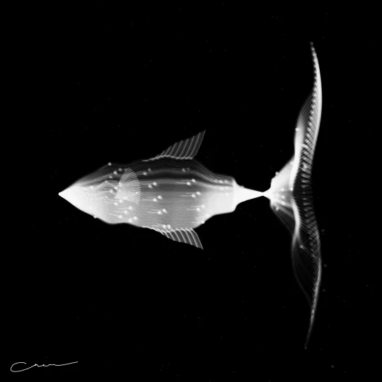 SoulFish #2, capture at mint