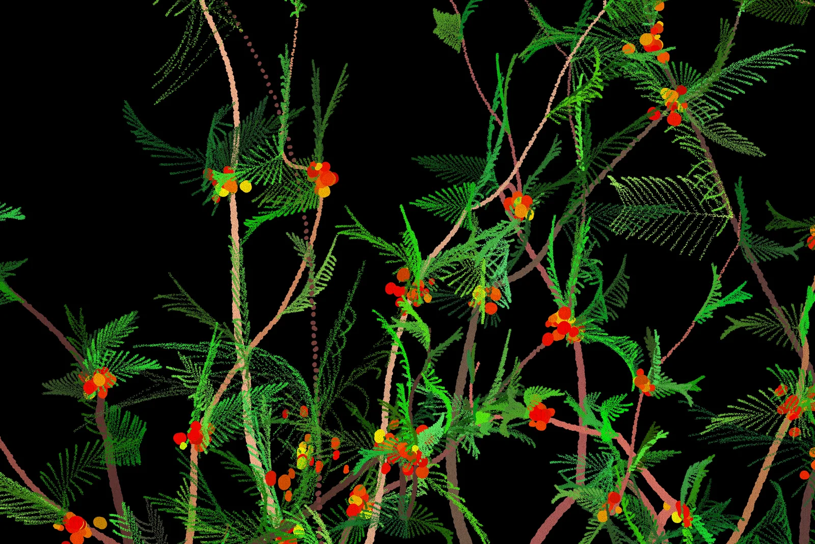 The first coffee tree on a black ground, 4 June 2024