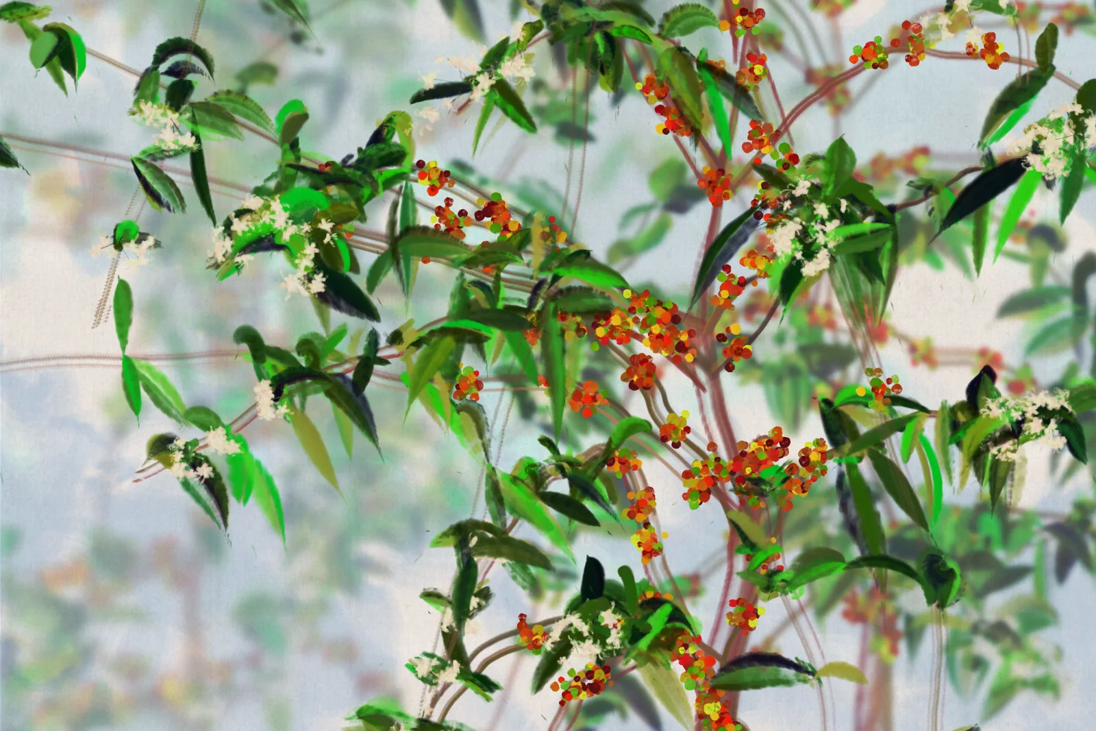 Coffee tree, 19 June 2024