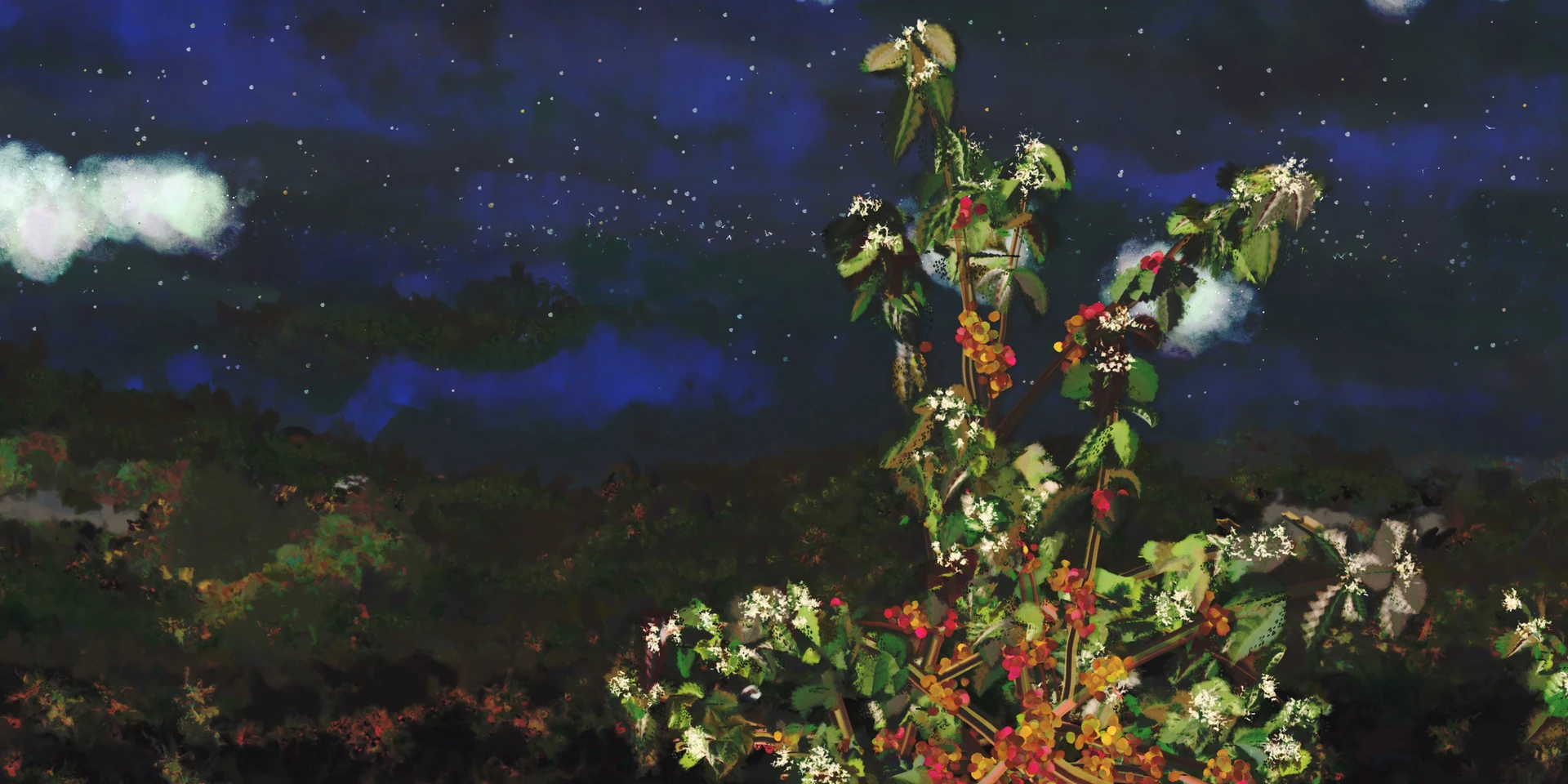 A deep blue sky full of stars at 2 a.m., a coffee tree with white blossoms and red cherries reaching up into it