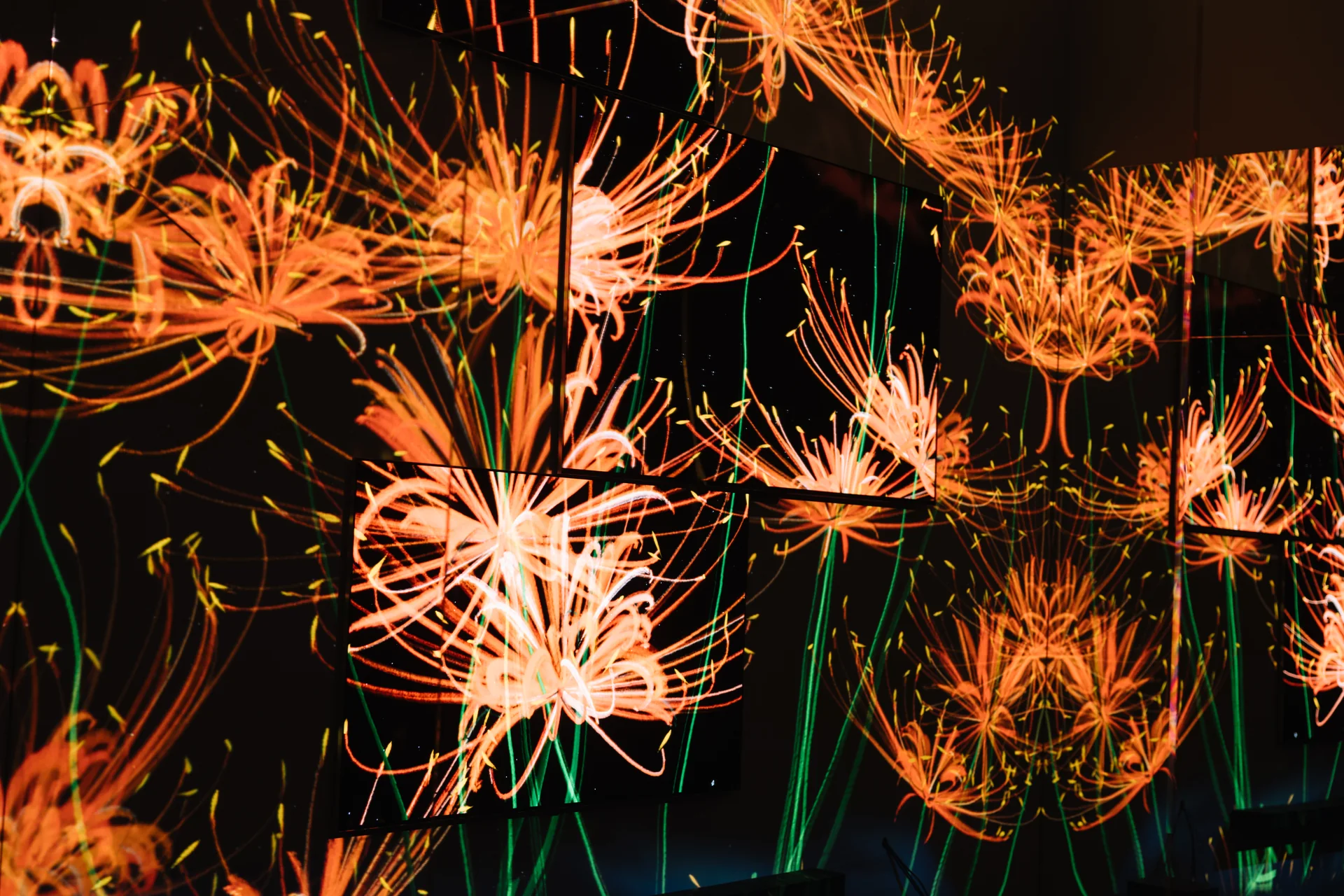 Orange-red flowers stretching away between the two mirrored walls