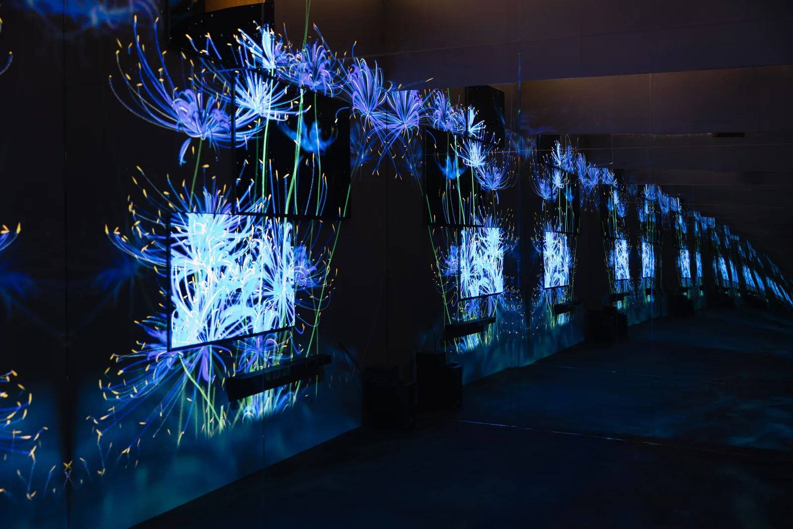 A blue cycle, flowers across the offset screens and mirrors