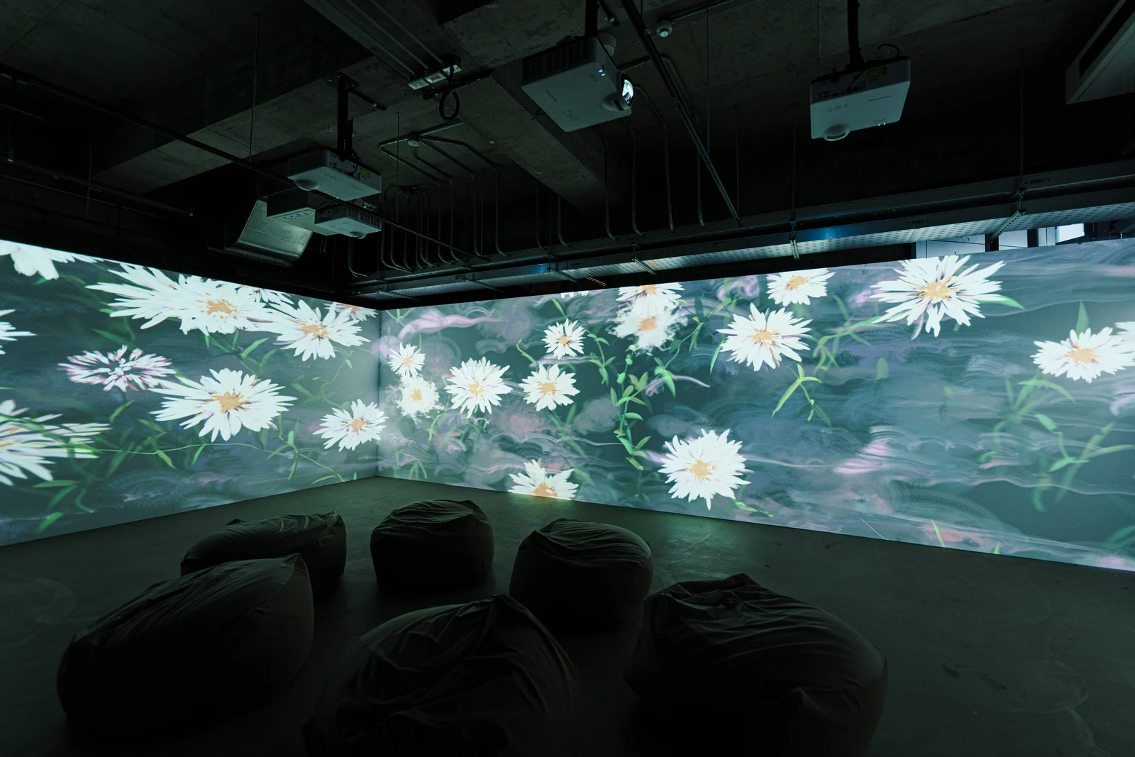 White daisies covering the wall
