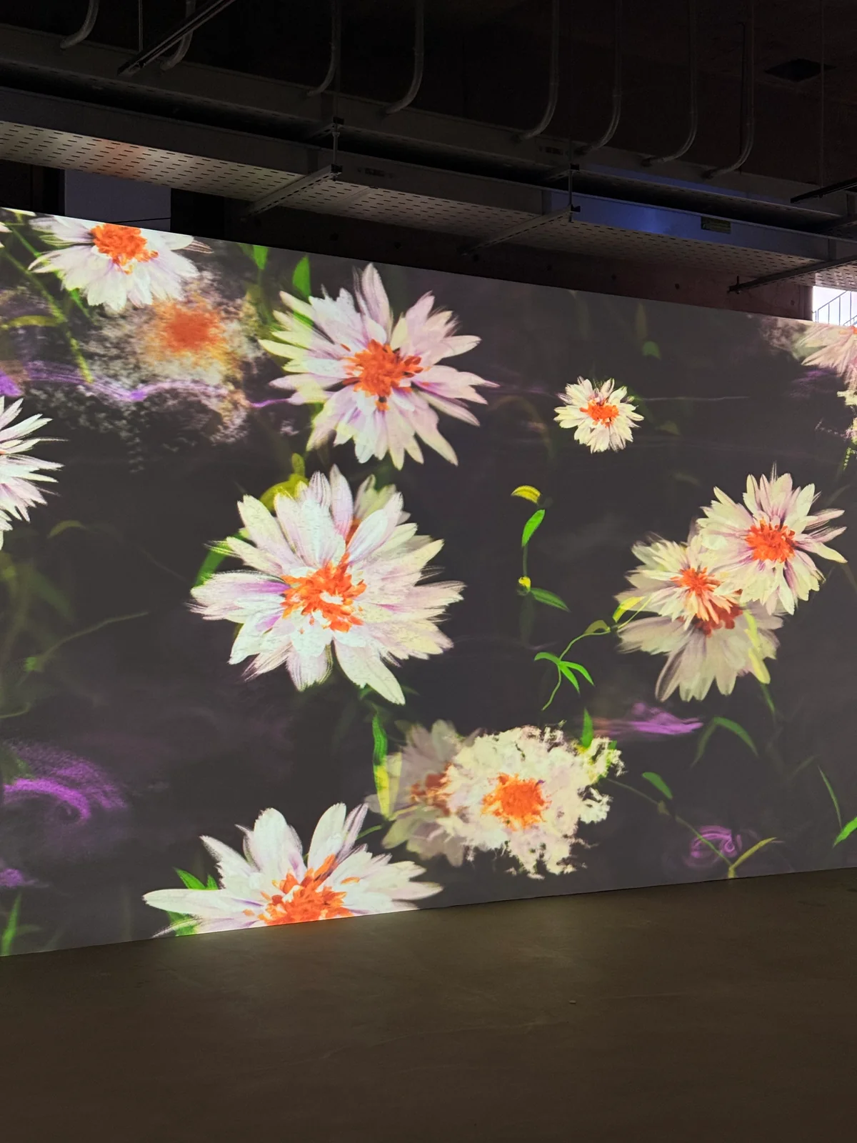 Daisies across the three walls