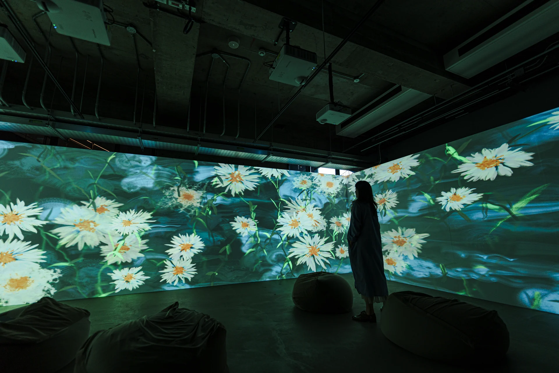 White daisies, a visitor standing before the wall